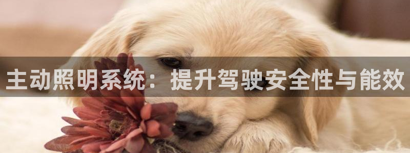 主动照明系统：提升驾驶安全性与能效