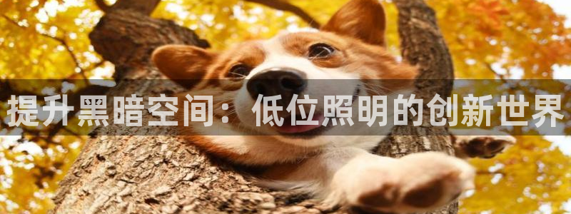 提升黑暗空间：低位照明的创新世界