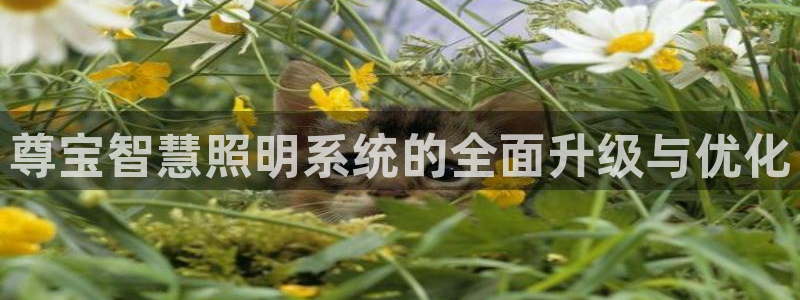 尊宝智慧照明系统的全面升级与优化